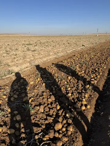 Karatay, Konya saha ziyareti (Ekim 2025) — patates