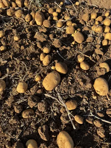 Karatay, Konya saha ziyareti (Ekim 2025) — patates