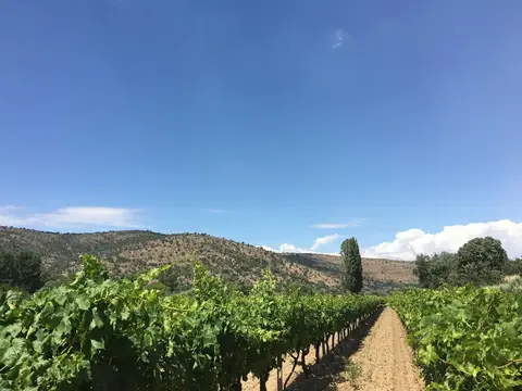 Manisa saha ziyareti (Haziran 2016) — üzüm