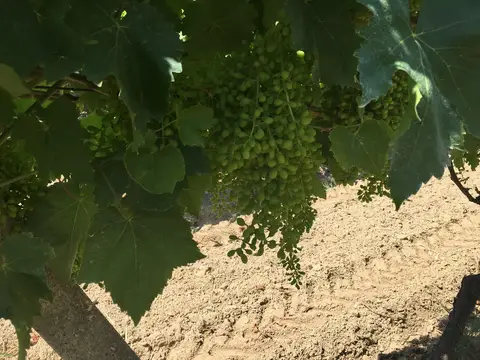 Manisa saha ziyareti (Haziran 2016) — üzüm