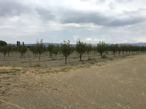 Manisa saha ziyareti (Ağustos 2016) — mısır