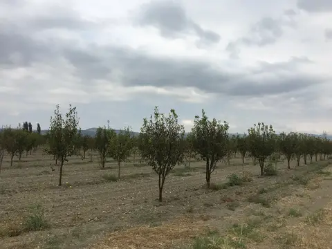 Manisa saha ziyareti (Ağustos 2016) — mısır