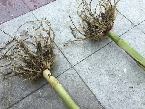 Şehzadeler, Manisa saha ziyareti (Ağustos 2016) — mısır