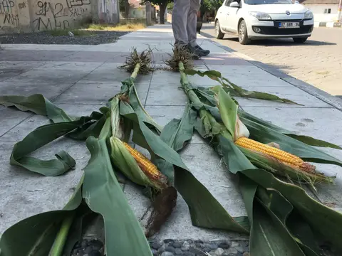 Şehzadeler, Manisa saha ziyareti (Ağustos 2016) — mısır
