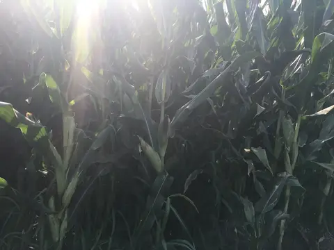 Turgutlu, Manisa saha ziyareti (Ağustos 2016) — mısır