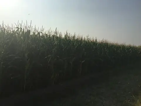 Turgutlu, Manisa saha ziyareti (Ağustos 2016) — mısır