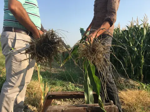 Turgutlu, Manisa saha ziyareti (Ağustos 2016) — mısır