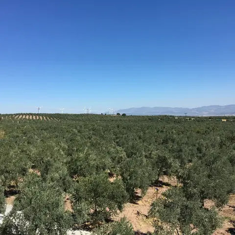 Manisa saha ziyareti (Eylül 2016) — zeytin