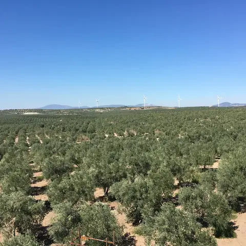 Manisa saha ziyareti (Eylül 2016) — zeytin