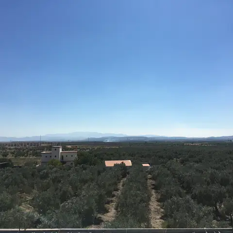 Manisa saha ziyareti (Eylül 2016) — zeytin