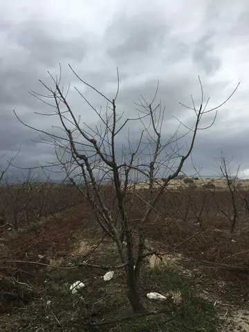 Manisa saha ziyareti (Aralık 2016) — genel saha
