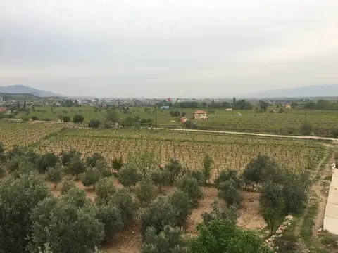 Manisa saha ziyareti (Nisan 2017) — zeytin