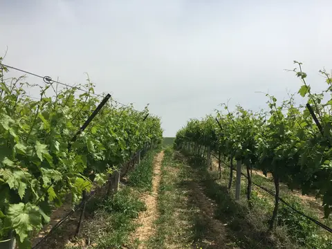 Salihli, Manisa saha ziyareti (Mayıs 2017) — üzüm