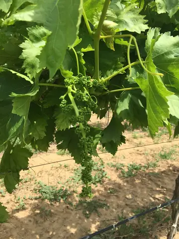 Salihli, Manisa saha ziyareti (Mayıs 2017) — üzüm