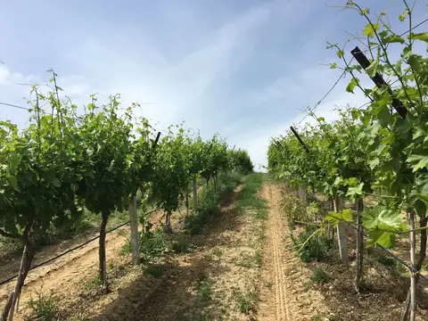 Salihli, Manisa saha ziyareti (Mayıs 2017) — üzüm