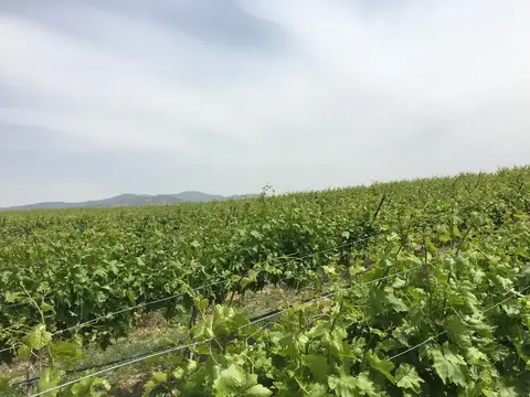 Salihli, Manisa saha ziyareti (Mayıs 2017) — üzüm