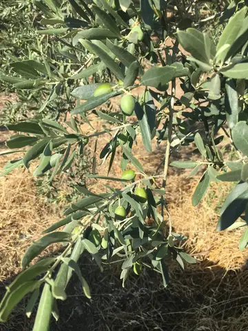 Manisa saha ziyareti (Temmuz 2017) — zeytin