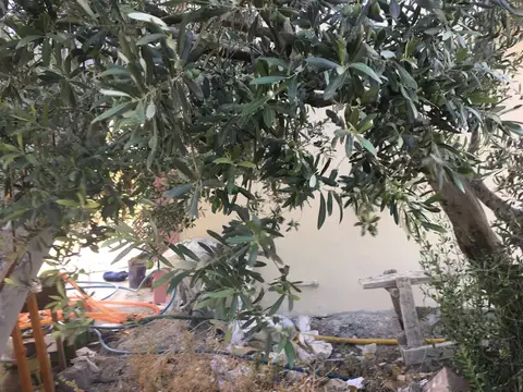 Manisa saha ziyareti (Temmuz 2017) — zeytin