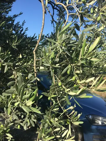 Manisa saha ziyareti (Temmuz 2017) — zeytin