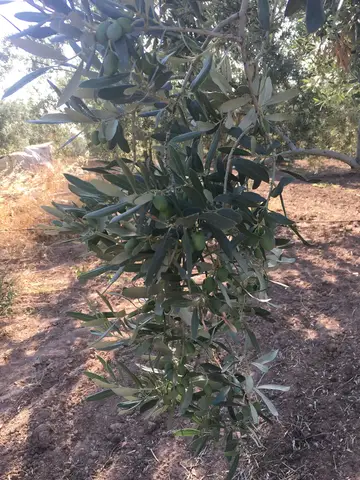 Manisa saha ziyareti (Temmuz 2017) — zeytin