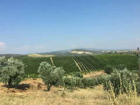 Salihli, Manisa saha ziyareti (Temmuz 2017) — üzüm
