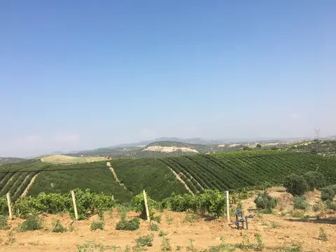 Salihli, Manisa saha ziyareti (Temmuz 2017) — üzüm