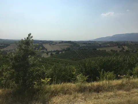 Salihli, Manisa saha ziyareti (Temmuz 2017) — üzüm