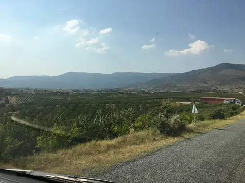 Salihli, Manisa saha ziyareti (Temmuz 2017) — üzüm