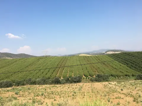 Salihli, Manisa saha ziyareti (Temmuz 2017) — üzüm