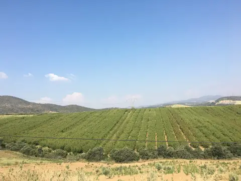 Salihli, Manisa saha ziyareti (Temmuz 2017) — üzüm