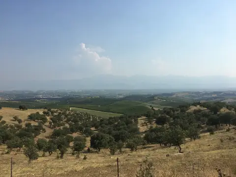 Salihli, Manisa saha ziyareti (Temmuz 2017) — üzüm
