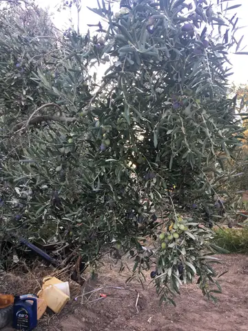 Manisa saha ziyareti (Ekim 2017) — zeytin