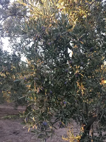 Manisa saha ziyareti (Ekim 2017) — zeytin