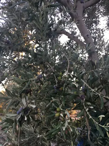 Manisa saha ziyareti (Ekim 2017) — zeytin