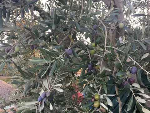 Manisa saha ziyareti (Ekim 2017) — zeytin