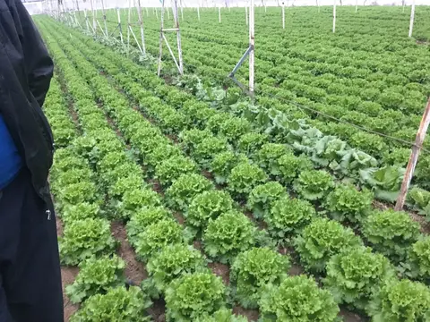 Manisa saha ziyareti (Aralık 2018) — domates