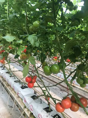 Manisa saha ziyareti (Aralık 2018) — domates