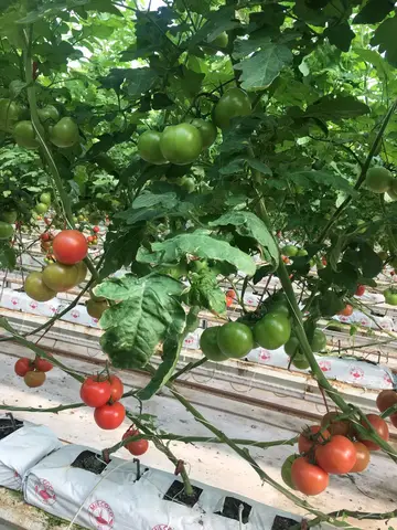 Manisa saha ziyareti (Aralık 2018) — domates