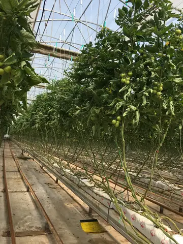 Manisa saha ziyareti (Nisan 2019) — salatalık