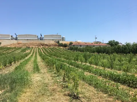 Manisa saha ziyareti (Haziran 2019) — nar