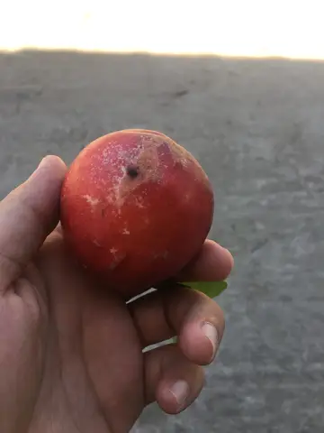 Manisa saha ziyareti (Haziran 2019) — nar