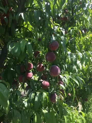 Manisa saha ziyareti (Haziran 2019) — nar
