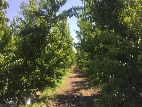 Manisa saha ziyareti (Haziran 2019) — nar
