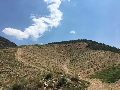 Salihli, Manisa saha ziyareti (Temmuz 2019) — ceviz