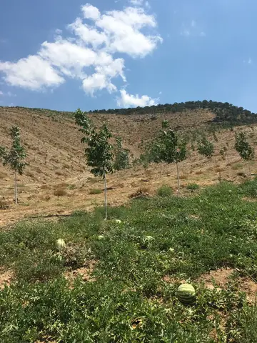 Salihli, Manisa saha ziyareti (Temmuz 2019) — ceviz