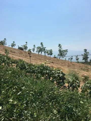 Salihli, Manisa saha ziyareti (Temmuz 2019) — ceviz