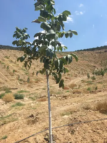 Salihli, Manisa saha ziyareti (Temmuz 2019) — ceviz