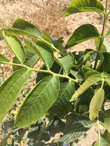 Salihli, Manisa saha ziyareti (Temmuz 2019) — ceviz