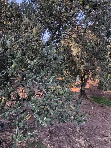 Manisa saha ziyareti (Eylül 2019) — biber, ceviz