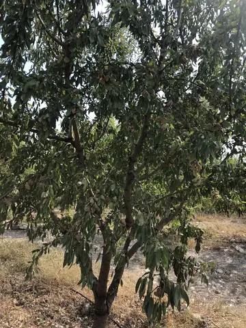 Manisa saha ziyareti (Eylül 2019) — biber, ceviz
